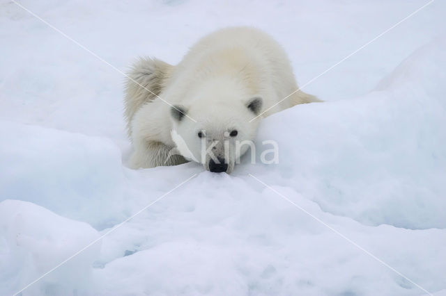 Polar bear (Ursus maritimus)