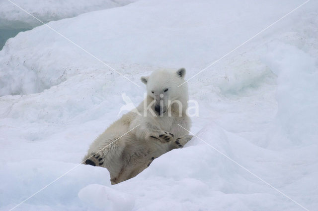 Polar bear (Ursus maritimus)