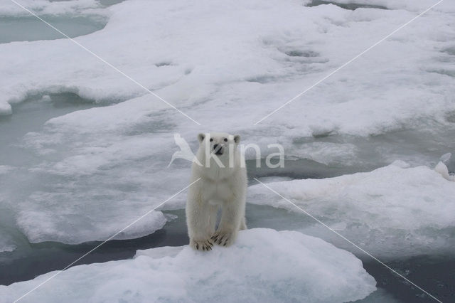 Polar bear (Ursus maritimus)