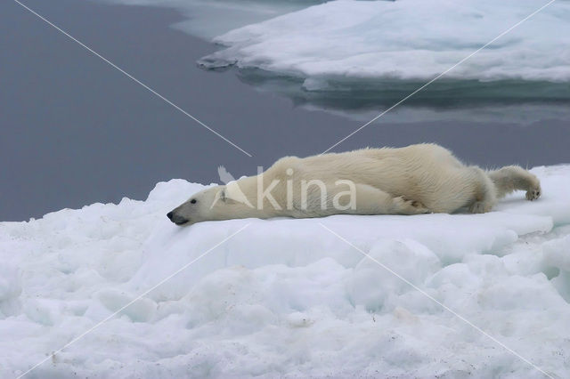 Polar bear (Ursus maritimus)