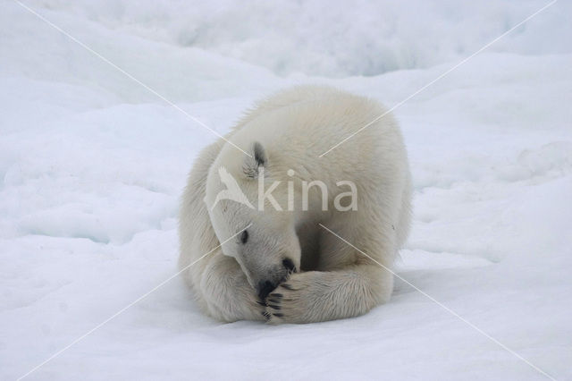 Polar bear (Ursus maritimus)