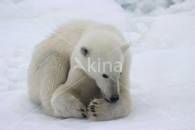 Polar bear (Ursus maritimus)