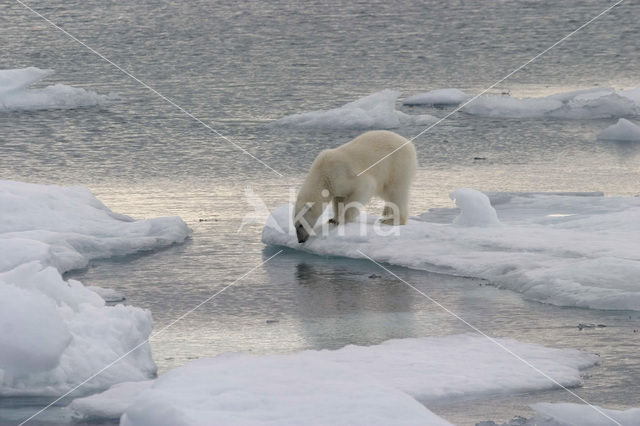 Polar bear (Ursus maritimus)