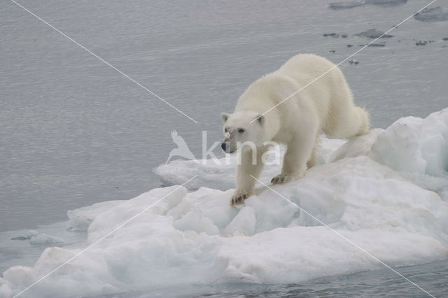 Polar bear (Ursus maritimus)