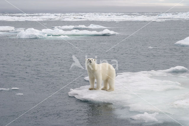 Polar bear (Ursus maritimus)