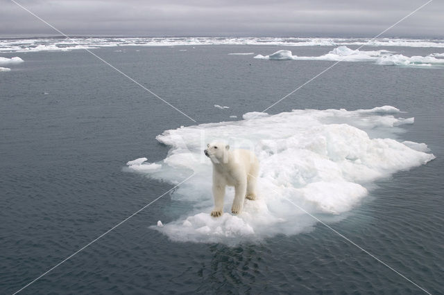 Polar bear (Ursus maritimus)