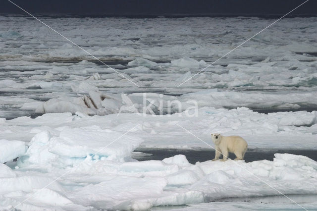 Polar bear (Ursus maritimus)