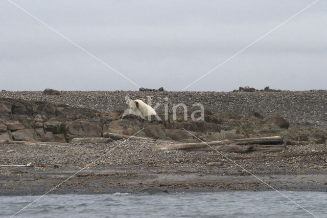 Polar bear (Ursus maritimus)