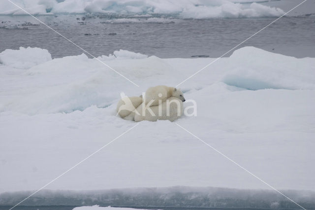 Polar bear (Ursus maritimus)