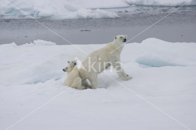 Polar bear (Ursus maritimus)