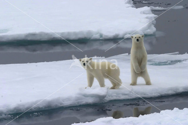 Polar bear (Ursus maritimus)