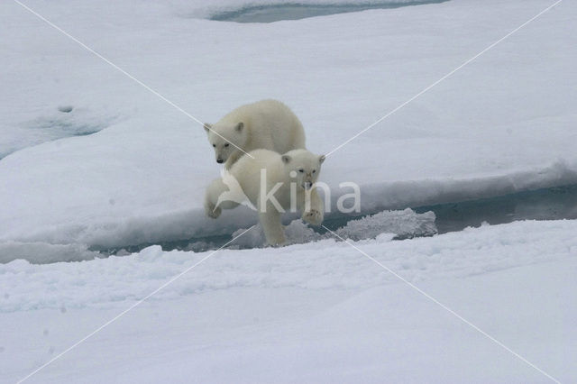 Polar bear (Ursus maritimus)