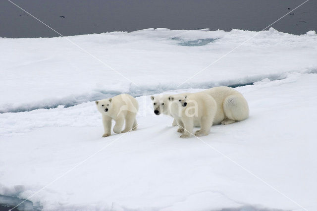 Polar bear (Ursus maritimus)