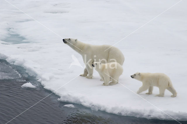 Polar bear (Ursus maritimus)