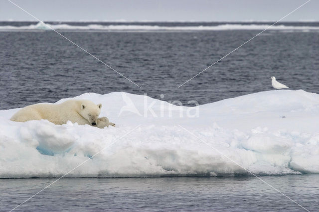 Polar bear (Ursus maritimus)