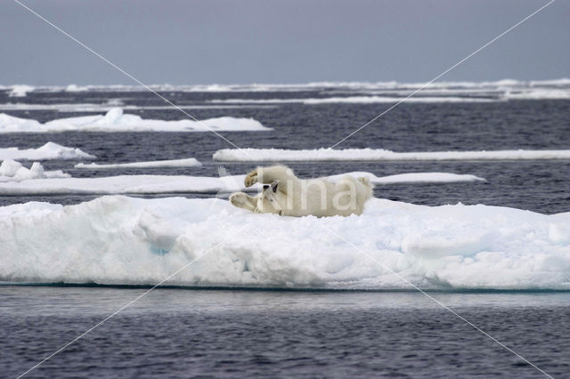 Polar bear (Ursus maritimus)