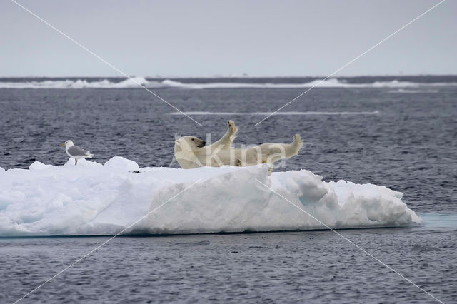 Polar bear (Ursus maritimus)