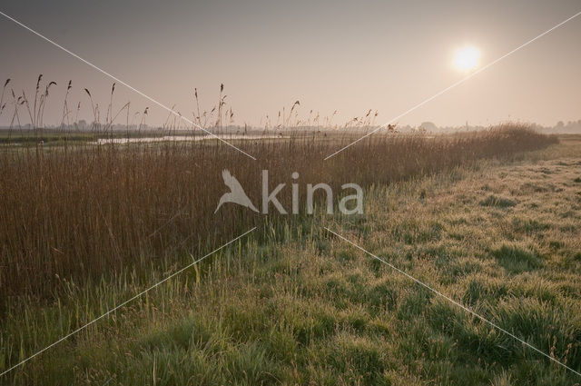 Ilperveld