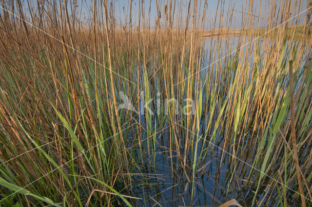 Ilperveld