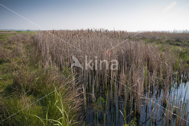 Ilperveld