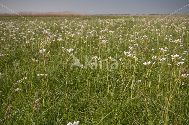 Ilperveld