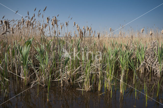 Ilperveld