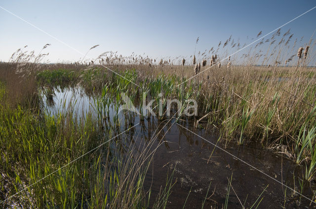 Ilperveld