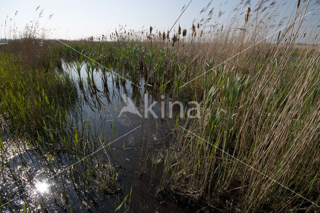 Ilperveld