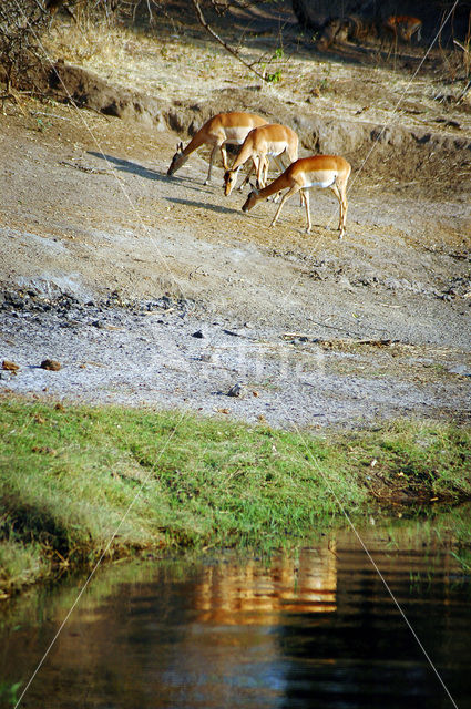 Impala (Aepyceros melampus)