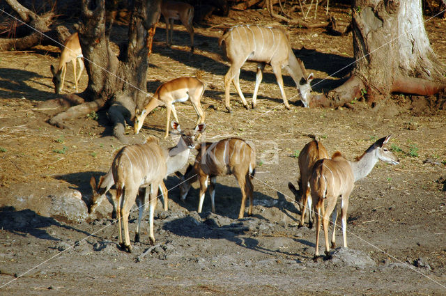 Impala (Aepyceros melampus)