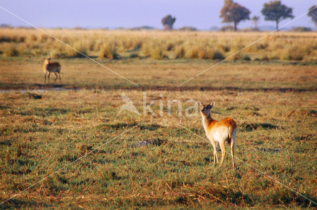 Impala (Aepyceros melampus)