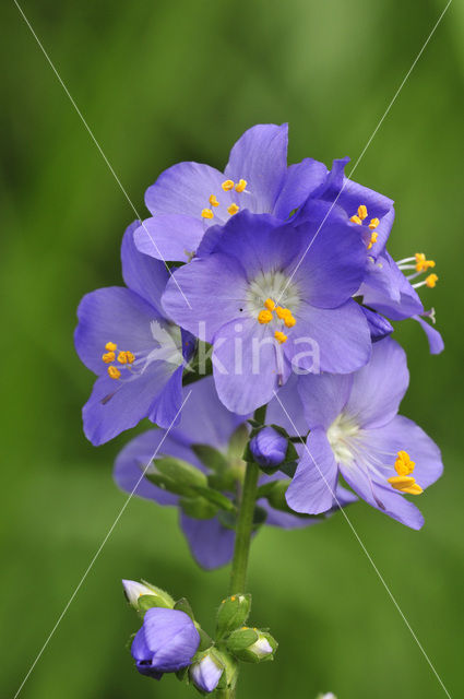 Jacob’s Ladder (Polemonium caeruleum)