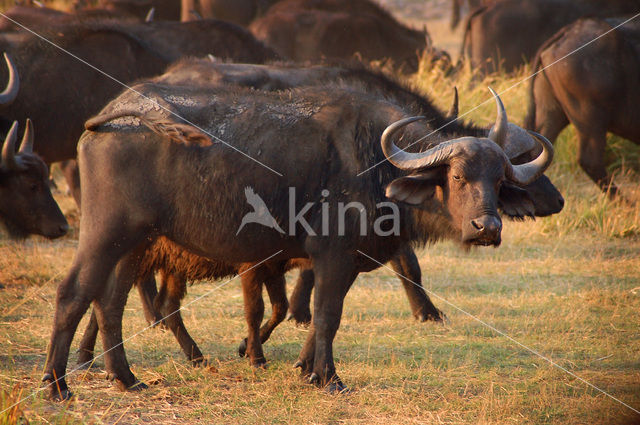 Kaapse buffel (Syncerus caffer)