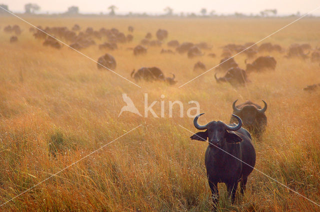 Kaapse buffel (Syncerus caffer)