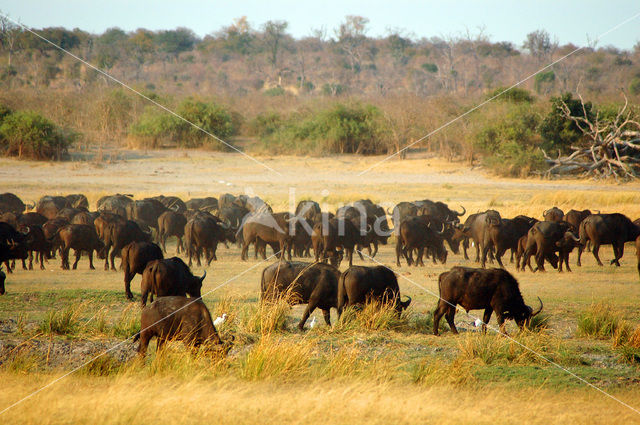 Cape buffalo (Syncerus caffer)