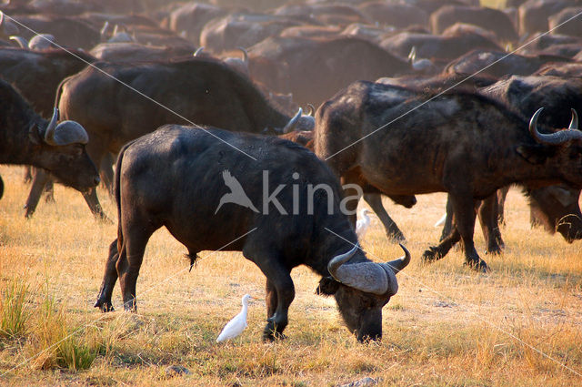 Kaapse buffel (Syncerus caffer)