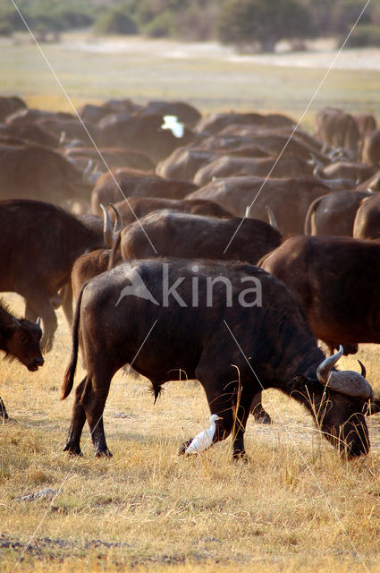 Cape buffalo (Syncerus caffer)
