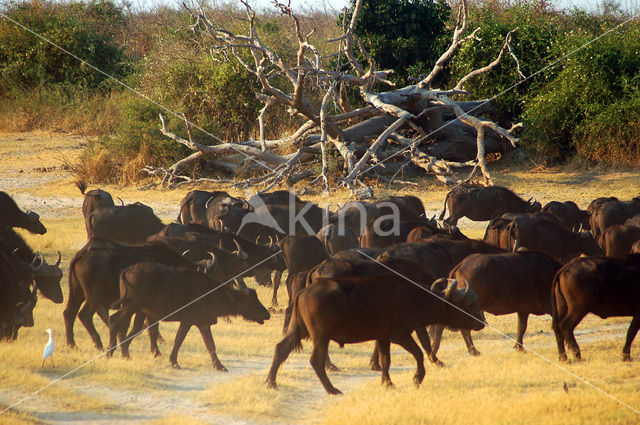 Cape buffalo (Syncerus caffer)
