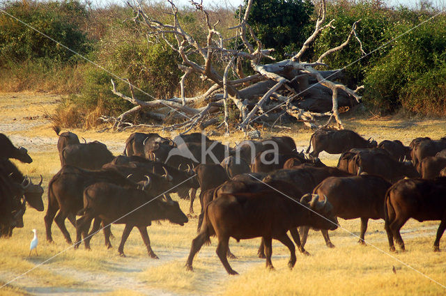 Kaapse buffel (Syncerus caffer)