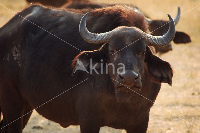 Kaapse buffel (Syncerus caffer)