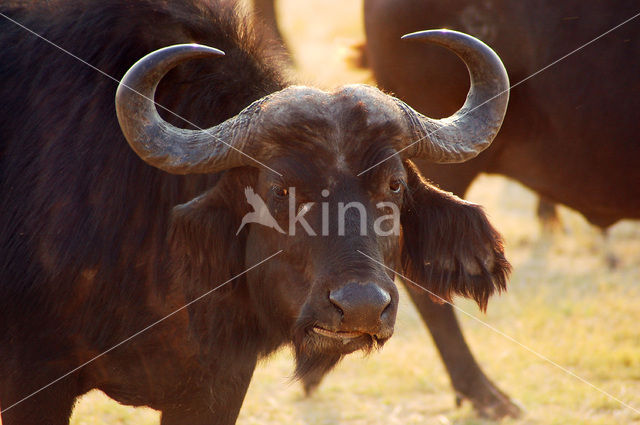 Kaapse buffel (Syncerus caffer)