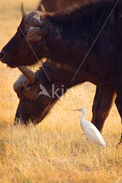 Kaapse buffel (Syncerus caffer)