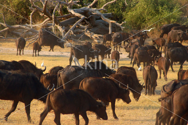 Kaapse buffel (Syncerus caffer)