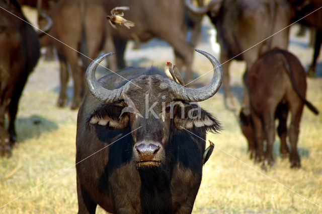 Kaapse buffel (Syncerus caffer)