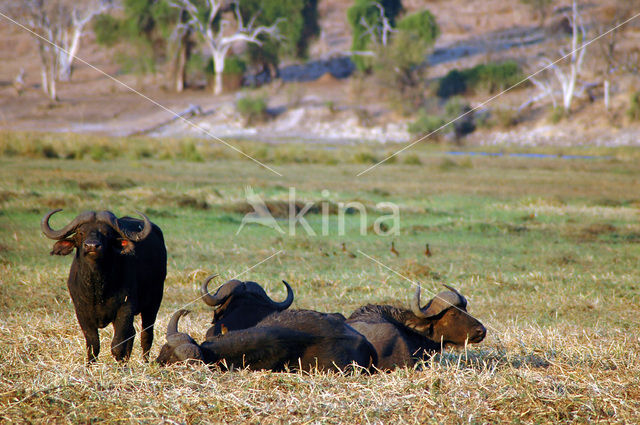 Cape buffalo (Syncerus caffer)