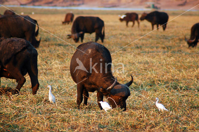 Cape buffalo (Syncerus caffer)