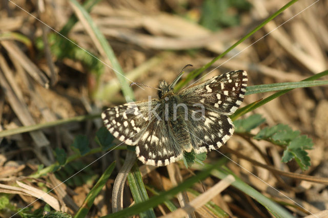 Kalkgraslanddikkopje (Spialia sertorius)
