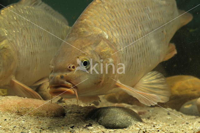 Common Carp (Cyprinus carpio)