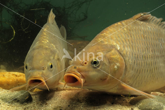 Karper (Cyprinus carpio)