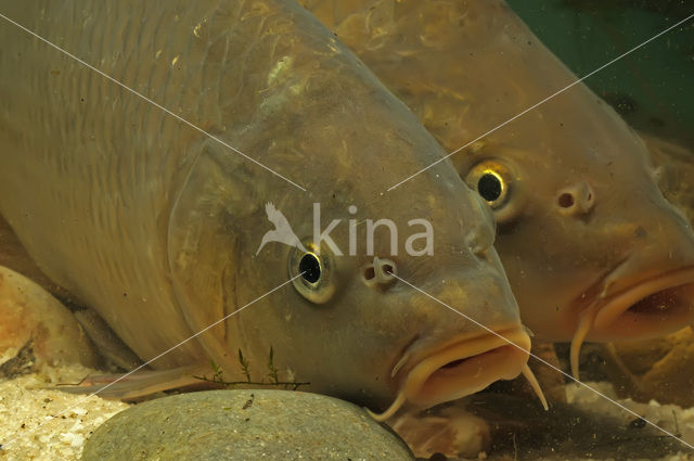 Common Carp (Cyprinus carpio)